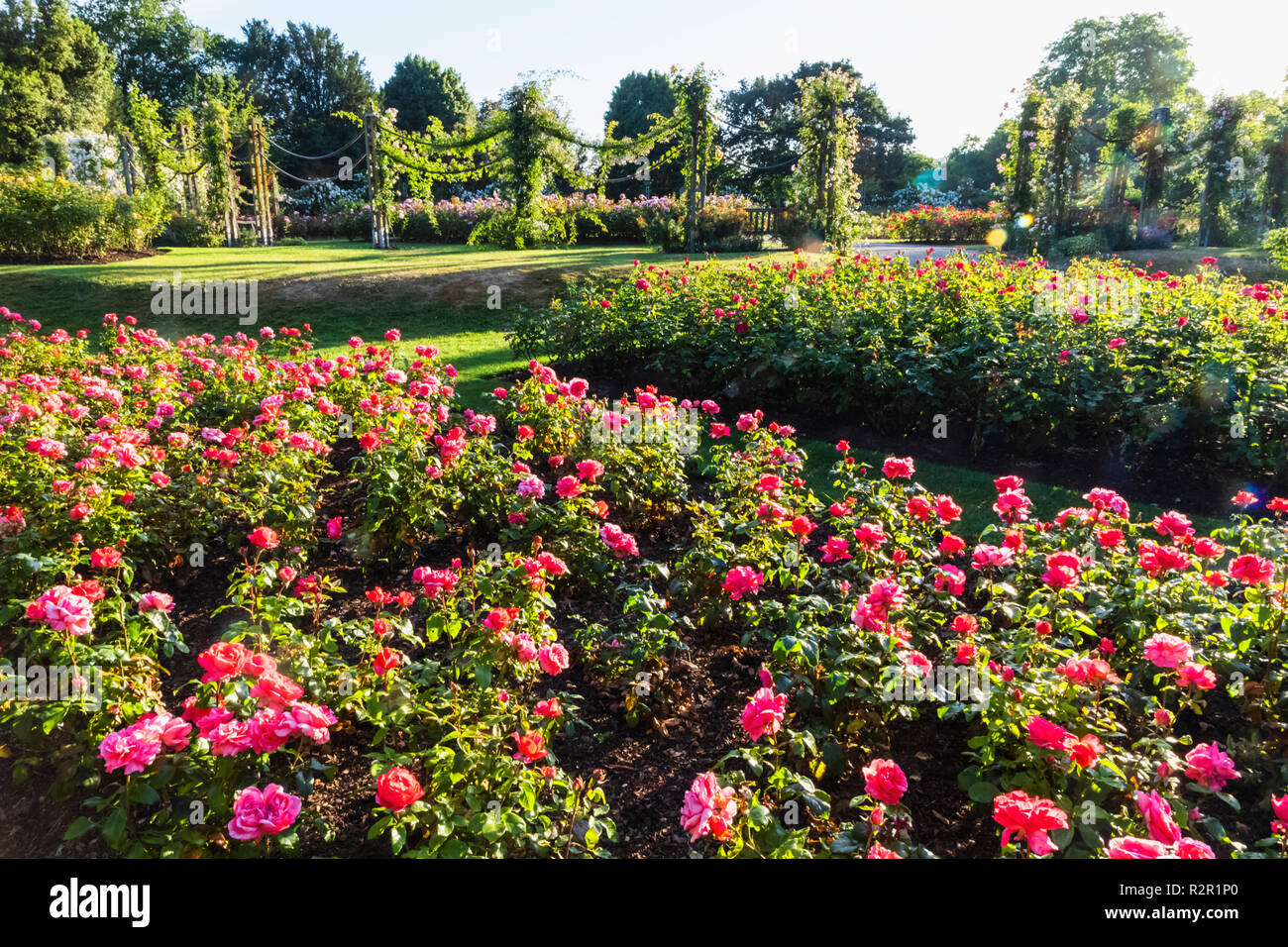 Rose garden queen marys gardens hires stock photography and images Alamy