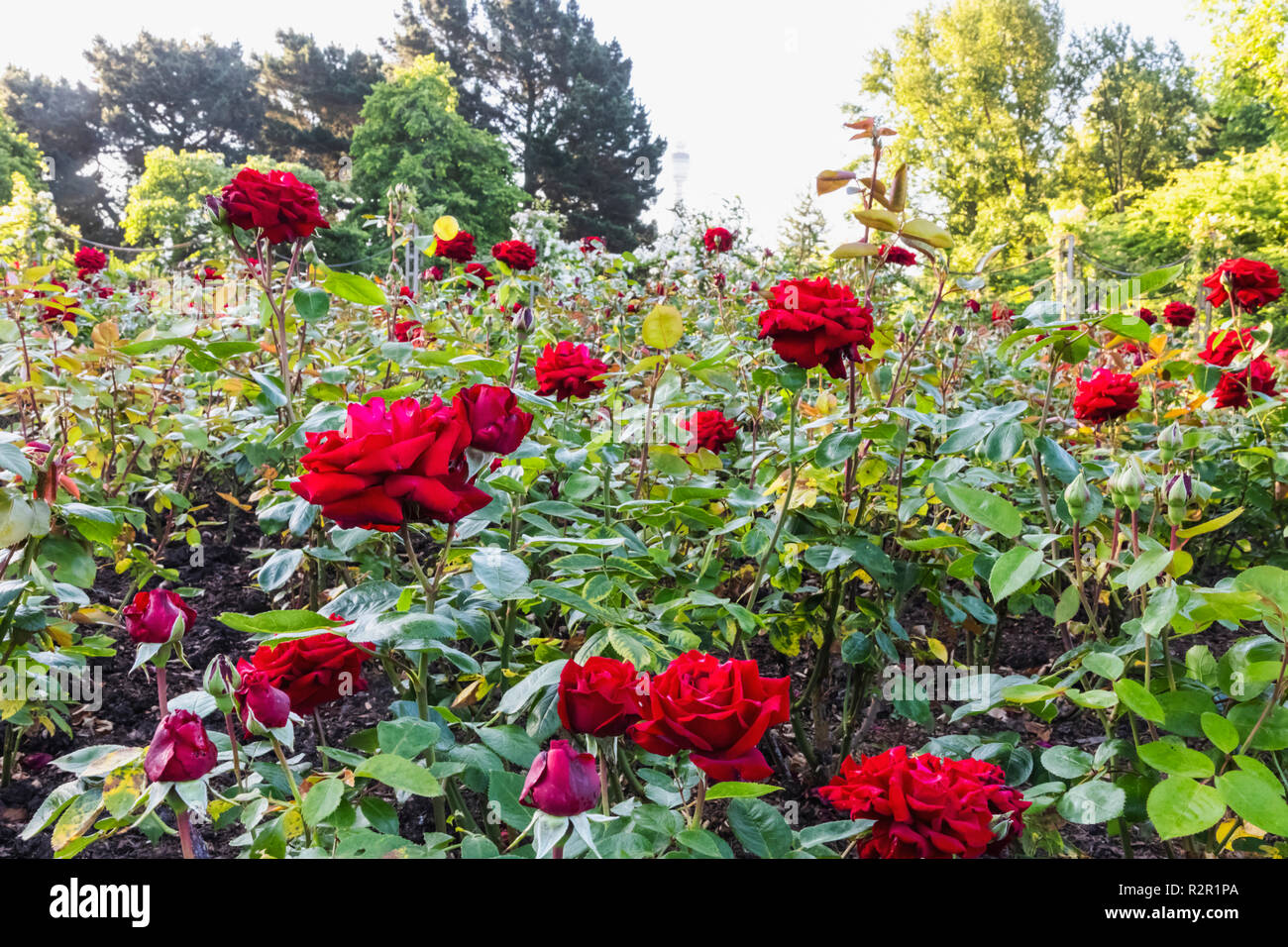 England, London, Regents Park, Queen Mary's Gardens, Roses Stock Photo