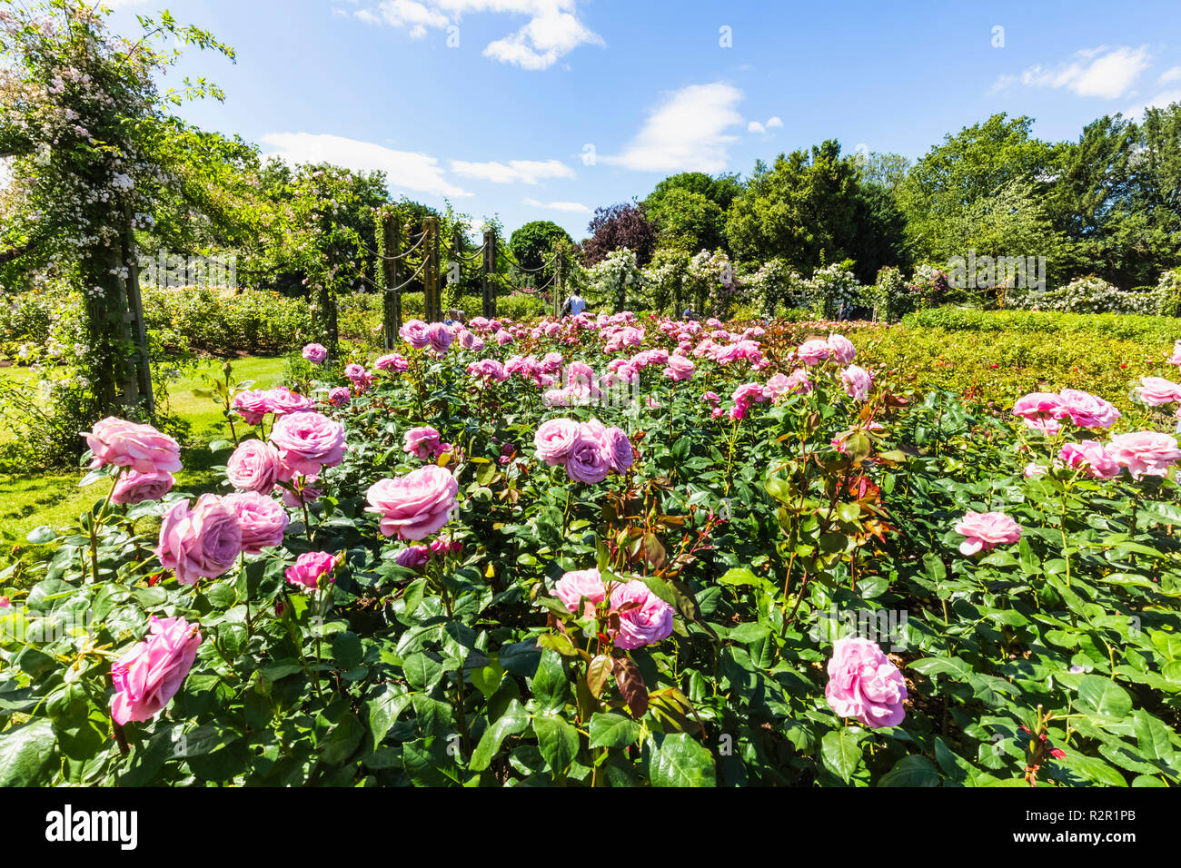 England, London, Regents Park, Queen Mary's Gardens, Roses Stock Photo