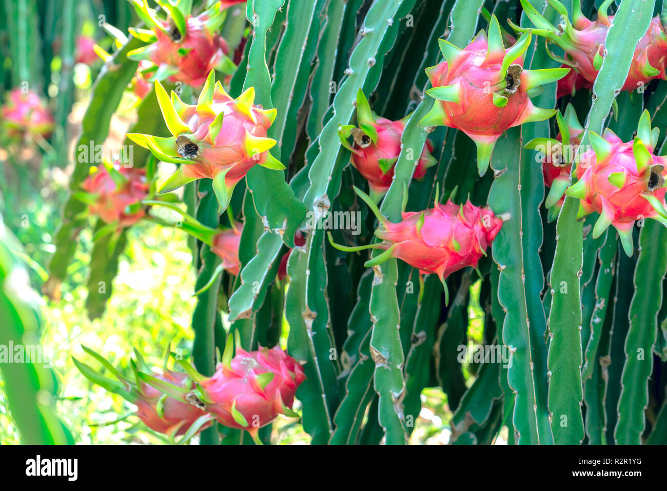 Dragon fruit tree with ripe red fruit on the tree for harvest. This is a cool fruit with many