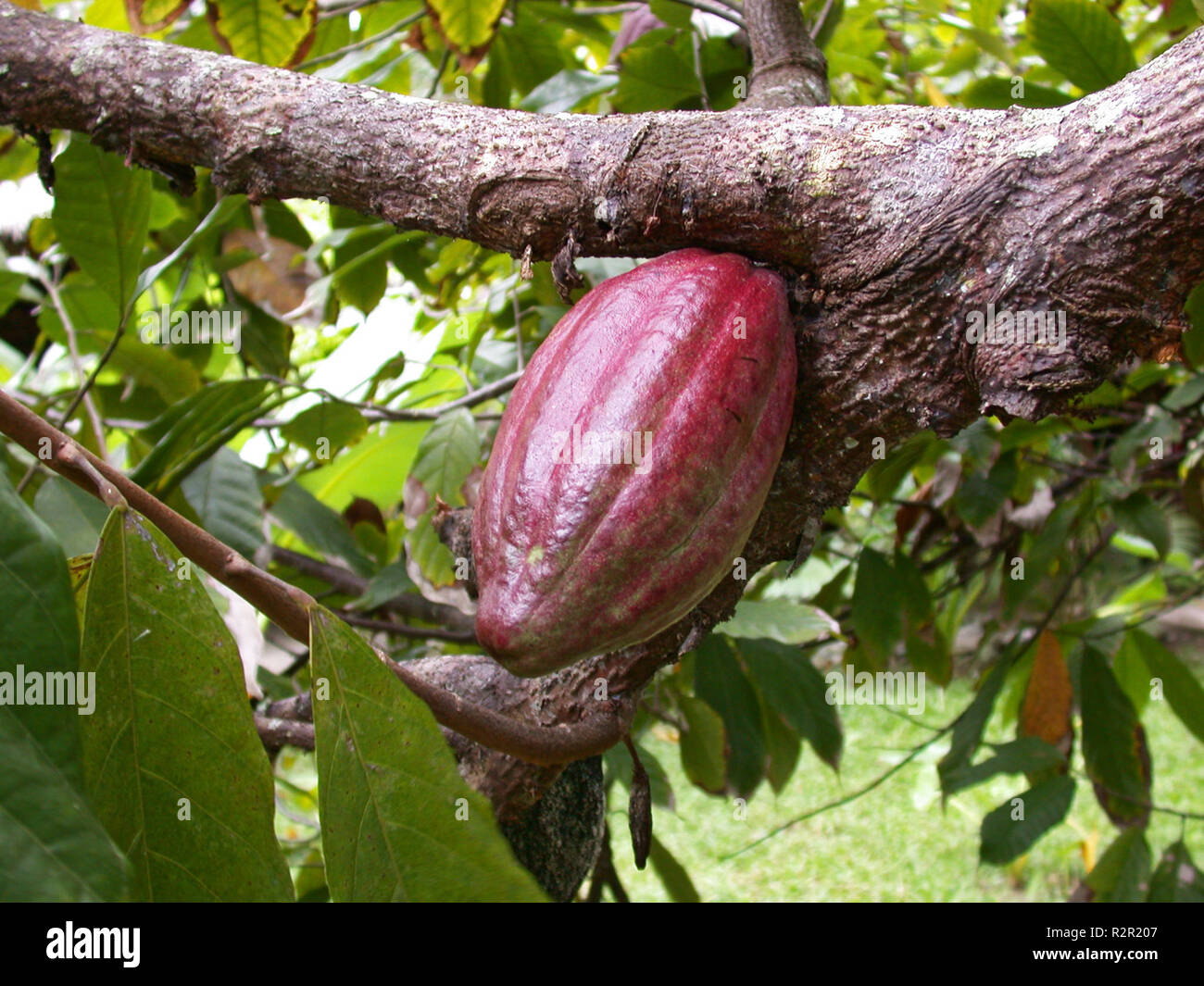 Cocoa farming hires stock photography and images Alamy