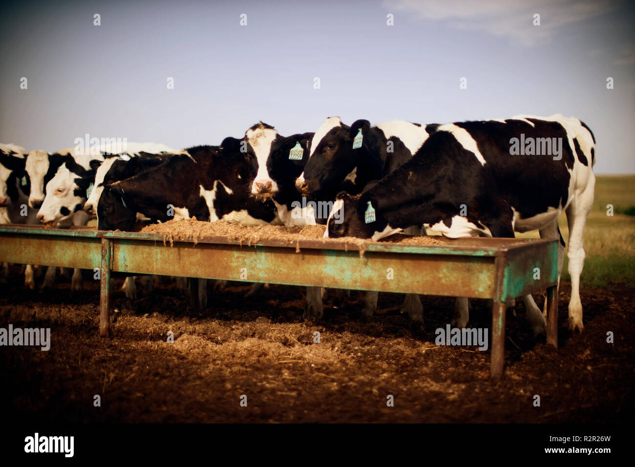 Side view of cows feeding from large trays Stock Photo Alamy