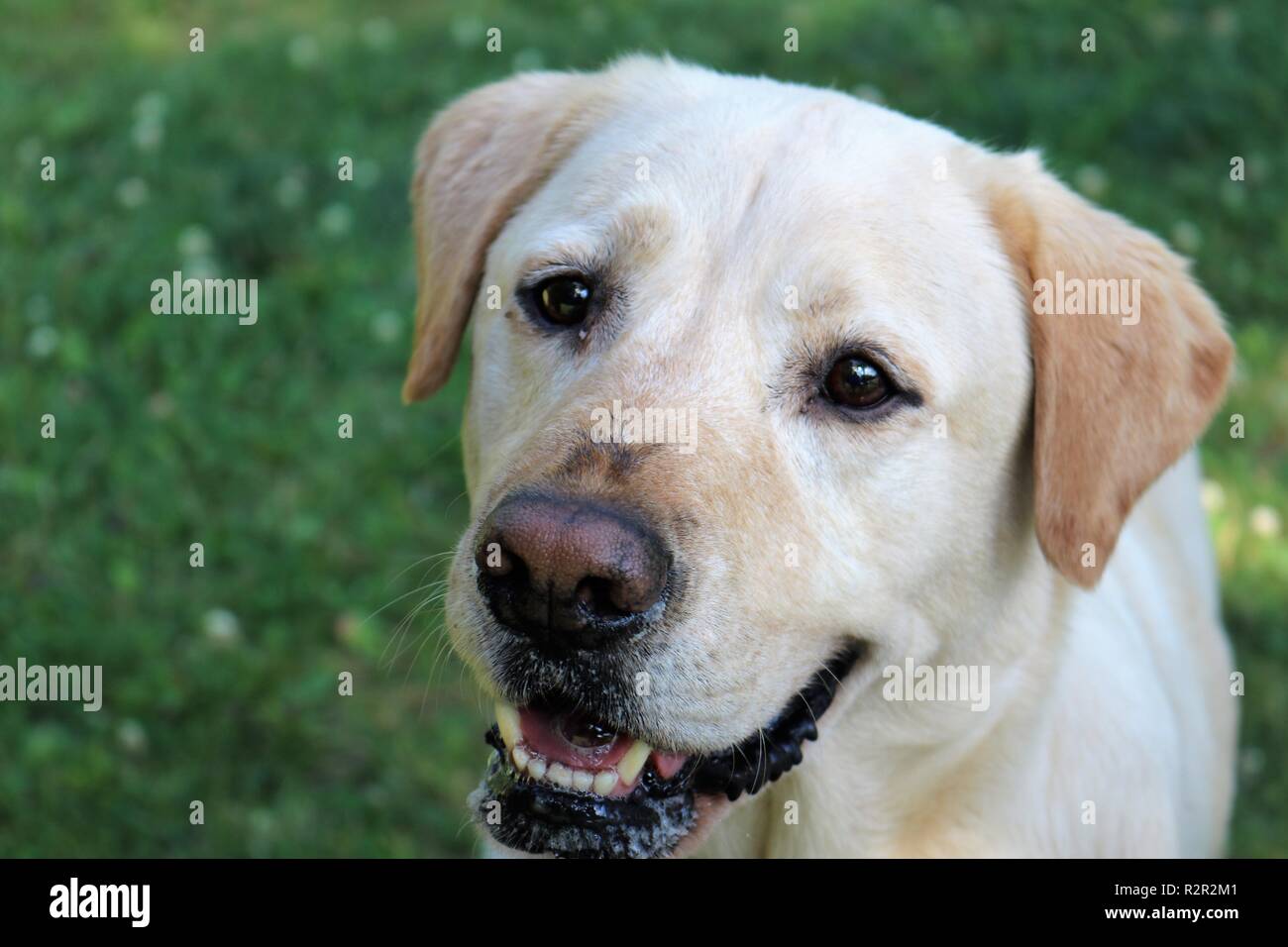 Golden lab mix dog begging for food. Close up shot. Stock Photo