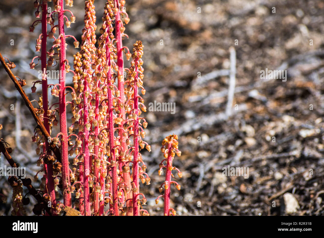 Wooodland pinedrops (Pterospora andromedea) wildflowers blooming in the forests of Sierra Nevada mountains, Yosemite National Park, California Stock Photo