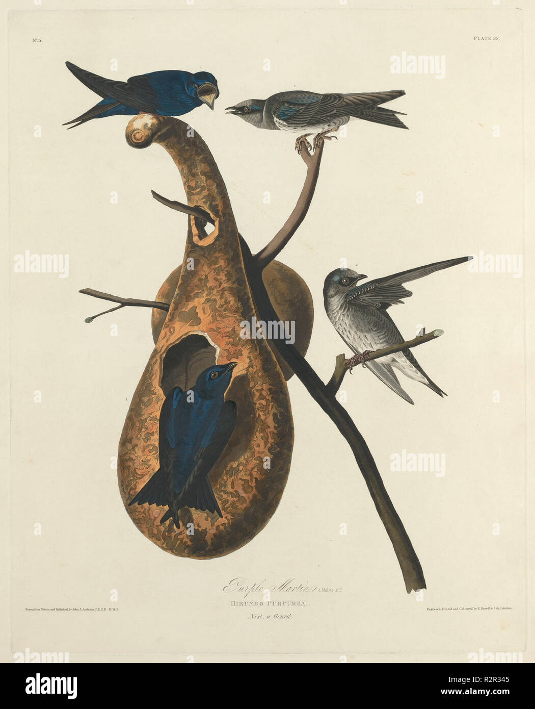 Purple Martin. Dated: 1827. Medium: hand-colored etching and aquatint on Whatman paper. Museum: National Gallery of Art, Washington DC. Author: Robert Havell after John James Audubon. Stock Photo
