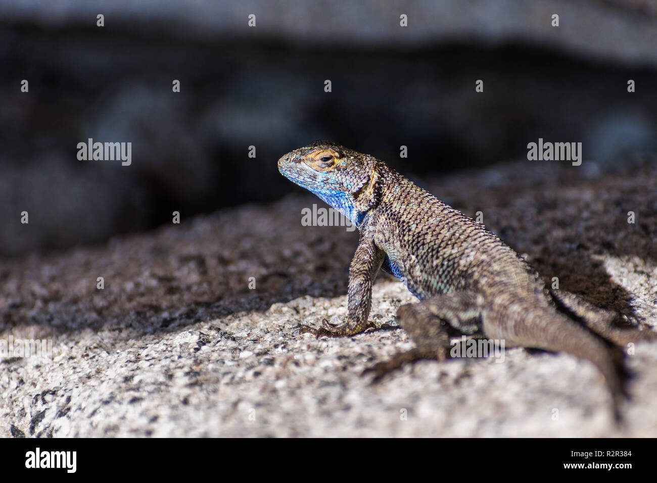Blue bellied lizard (Sceloporus occidentalis) resting on a granite rock