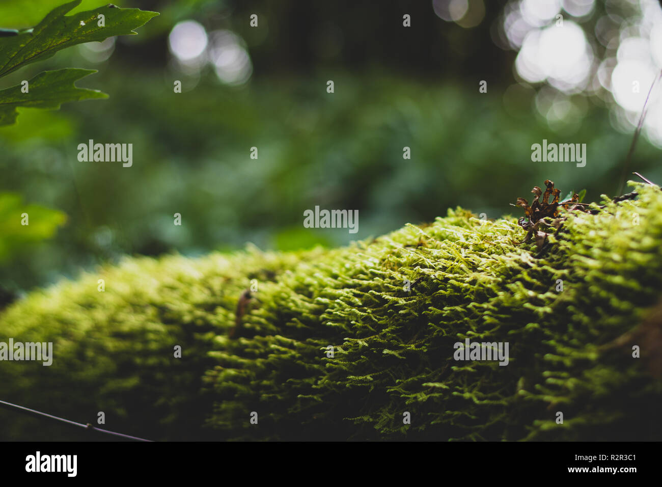 Close up moss covered log hi-res stock photography and images - Alamy