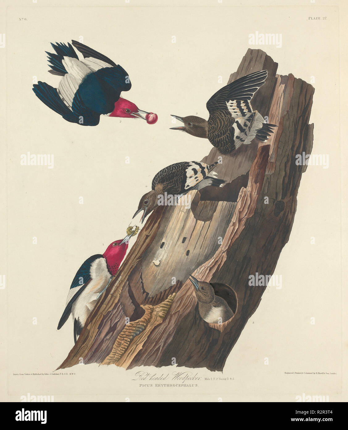 Red-headed Woodpecker. Dated: 1828. Medium: hand-colored etching and aquatint on Whatman paper. Museum: National Gallery of Art, Washington DC. Author: Robert Havell after John James Audubon. Stock Photo