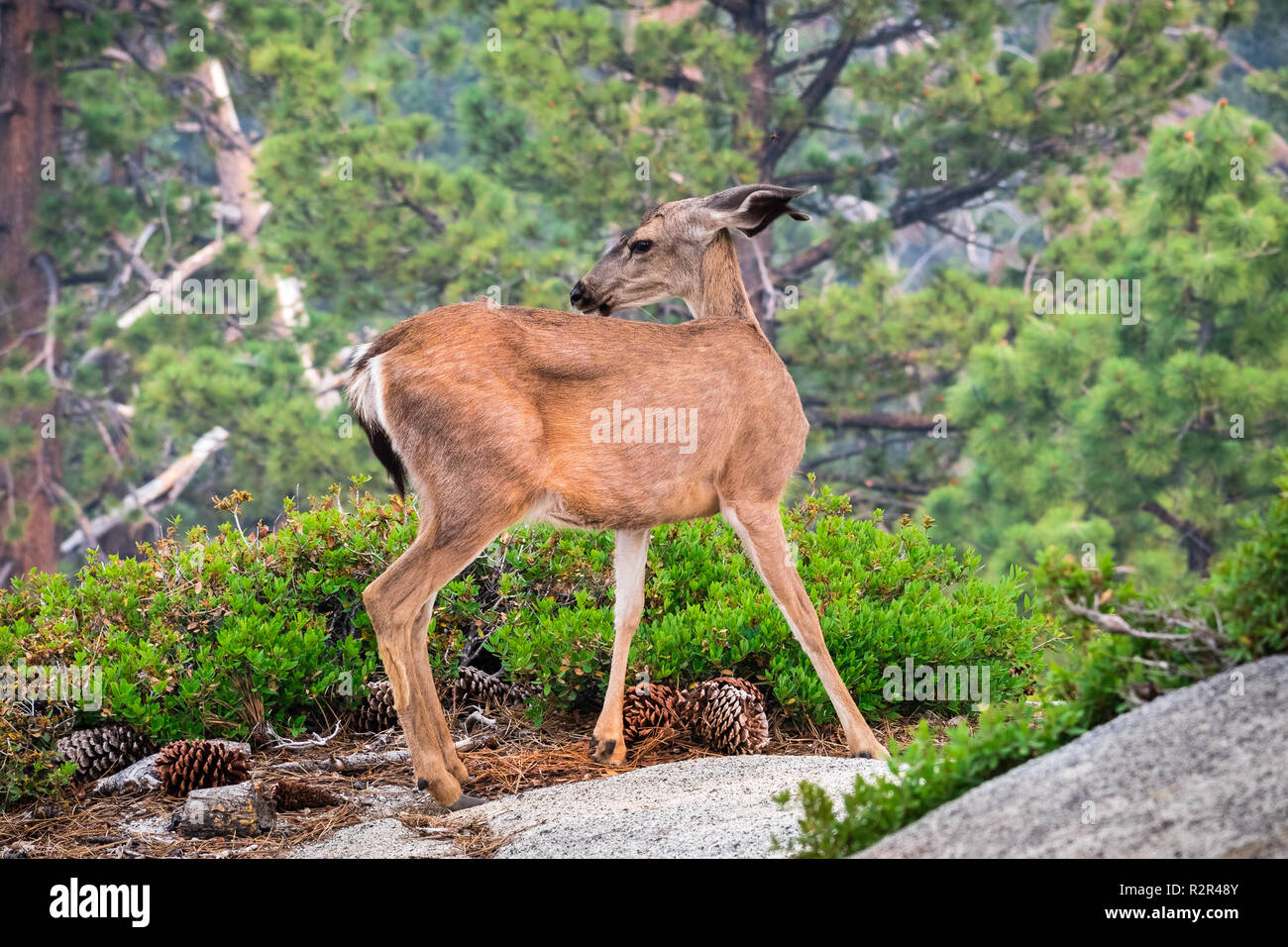 Close up of young black-tailed deer, Yosemite National Park, California Stock Photo
