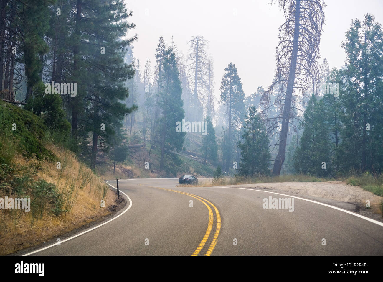 Driving through a forest in Yosemite National Park; heavy smoke from Ferguson Fire covering the sky, California Stock Photo