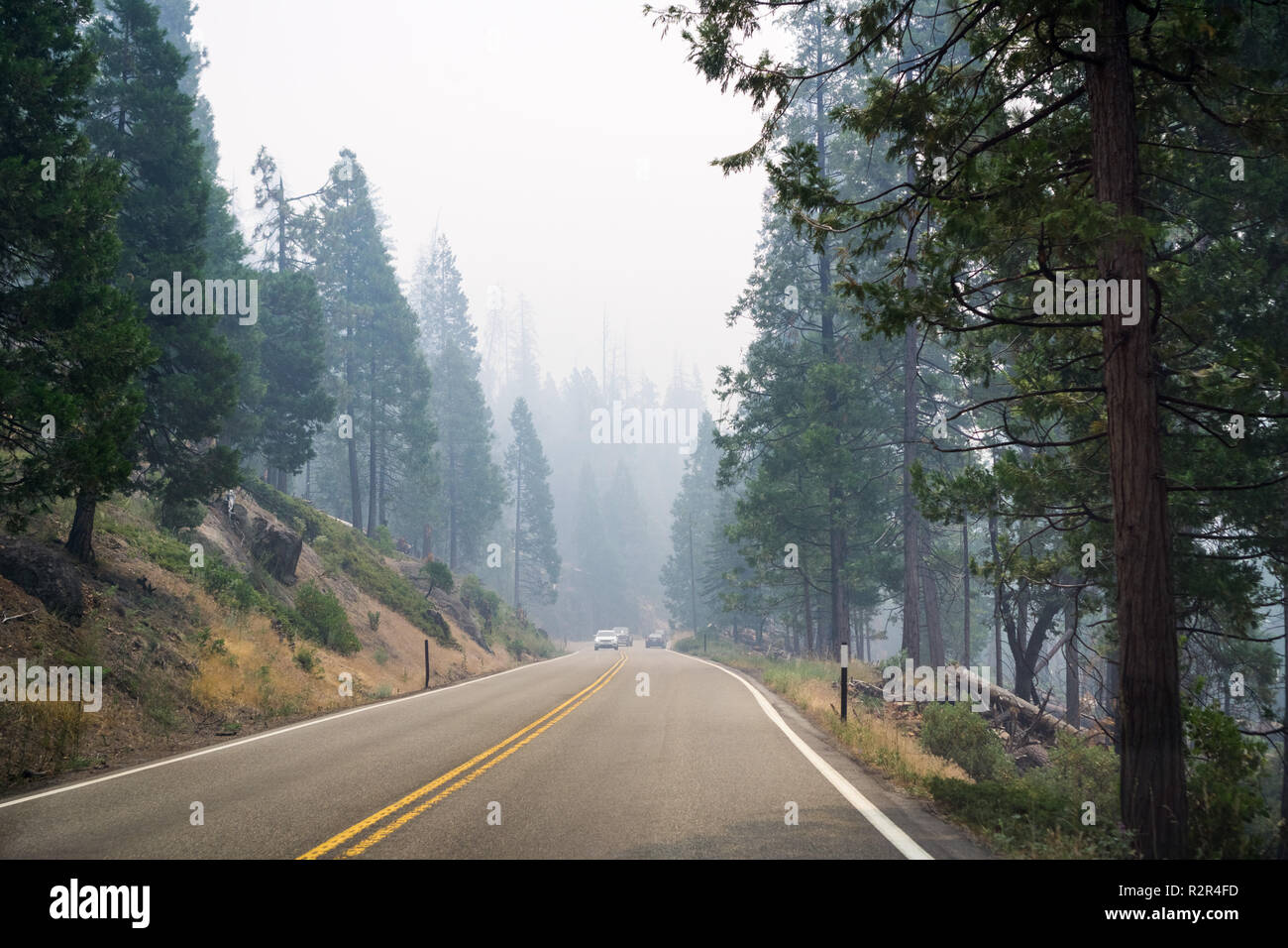 Driving through a forest in Yosemite National Park; heavy smoke from Ferguson Fire covering the sky, California Stock Photo