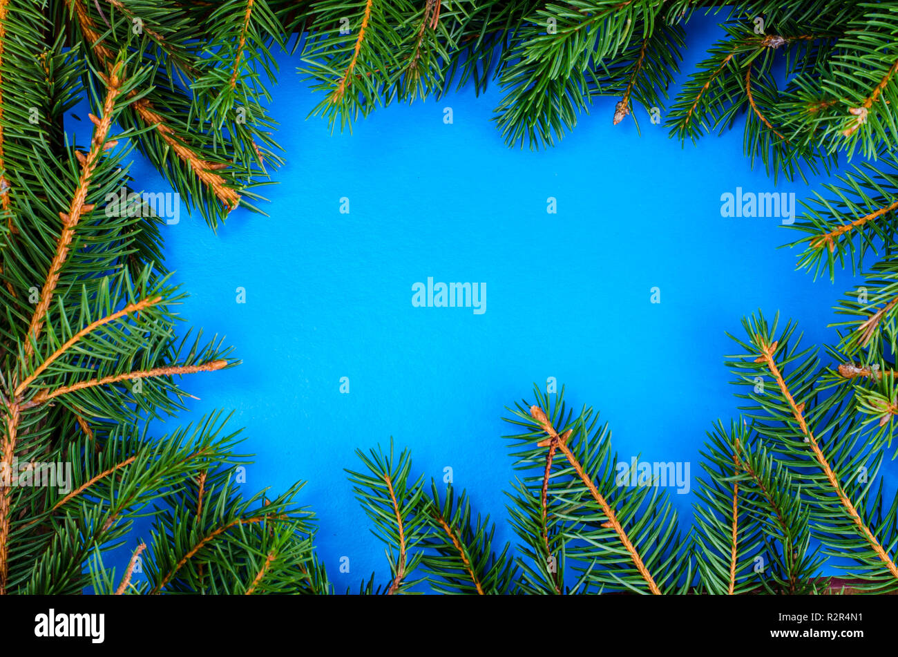 Creative layout of branches of Christmas tree with color paper card. Studio Photo Stock Photo