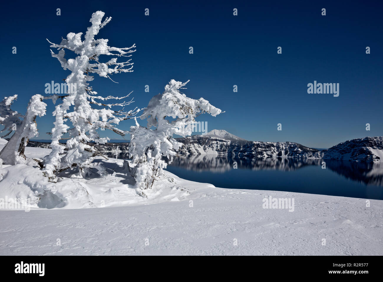 OREGON - Snow and ice plastered tree on the crater rim near the North Junction with a view of Mount Scott in Crater Lake National Park. Stock Photo