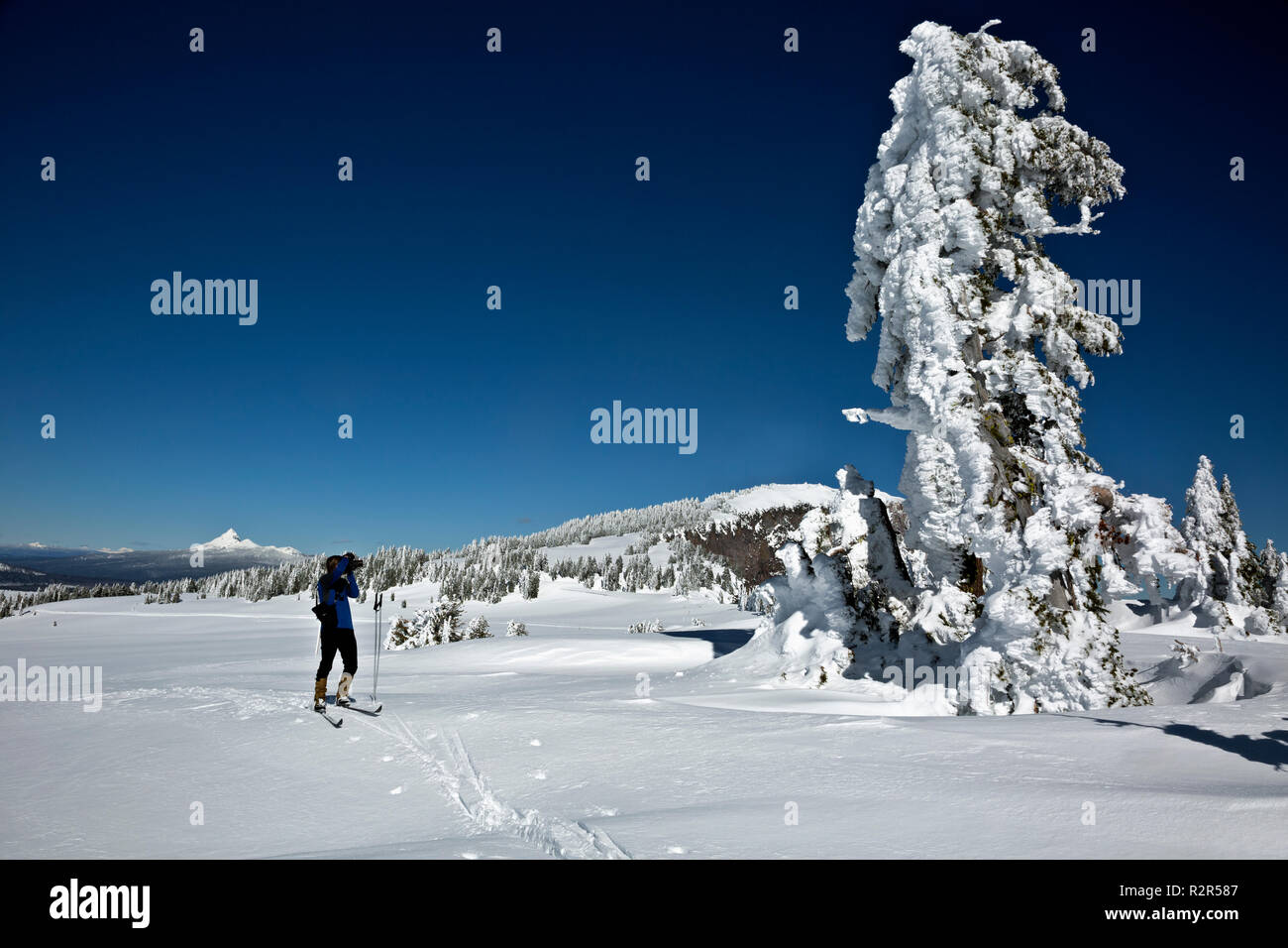 OR02439-00...OREGON - Cross-country skier photographing snow and ice covered trees along the snow covered Rim Drive near the North Junctions in Crater Stock Photo