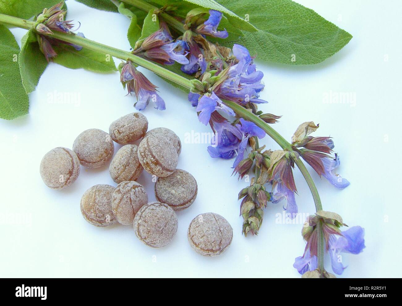 sage candy candy say 05 Stock Photo Alamy