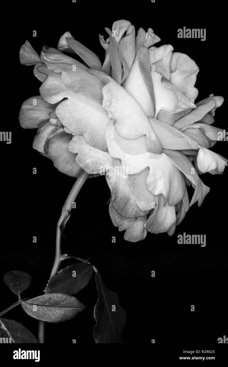 Black and White Rose Stock Photo