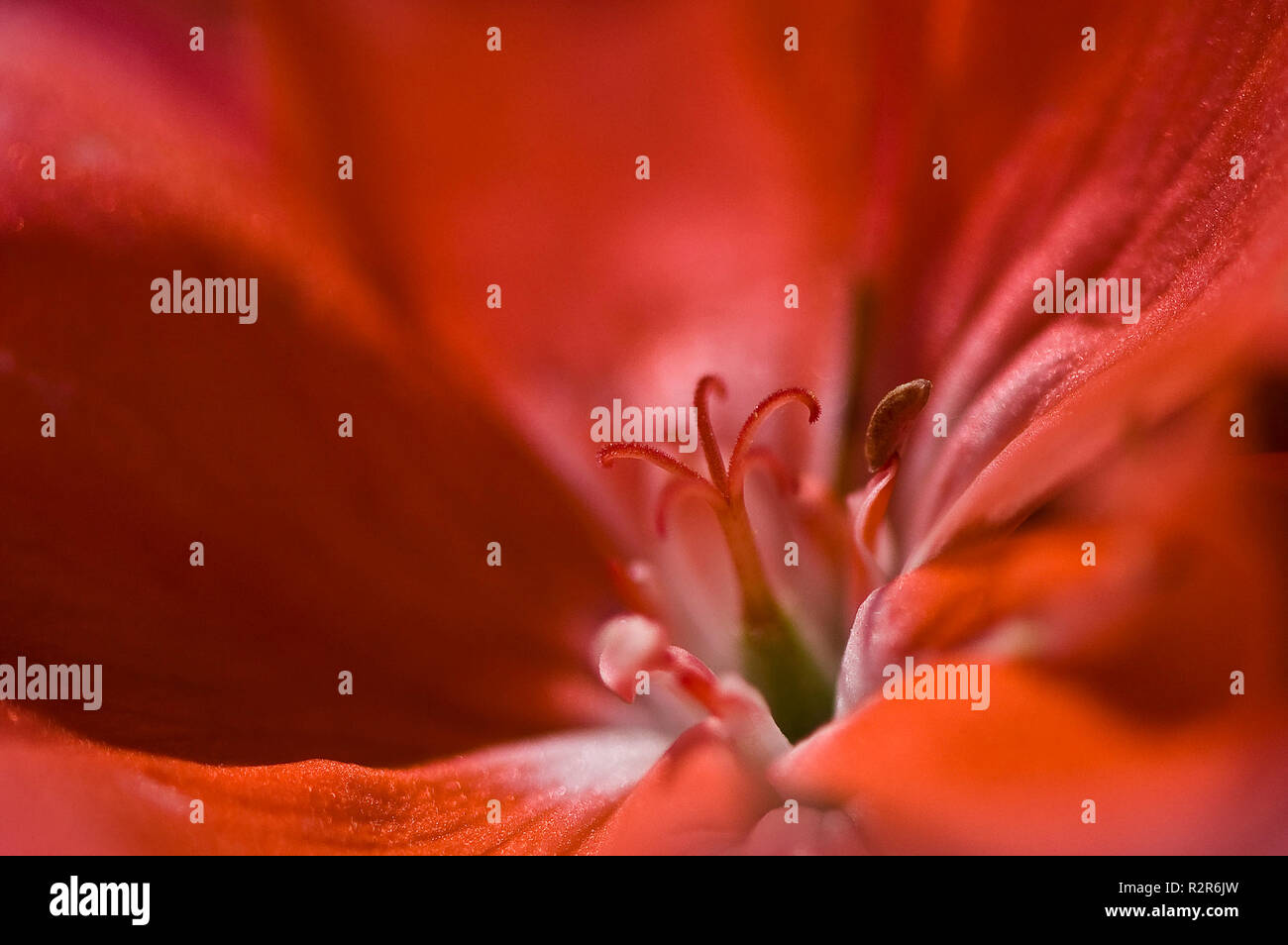 geranium flower Stock Photo