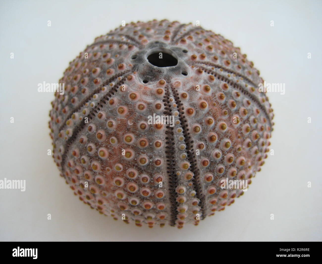 sea urchin skeleton Stock Photo Alamy