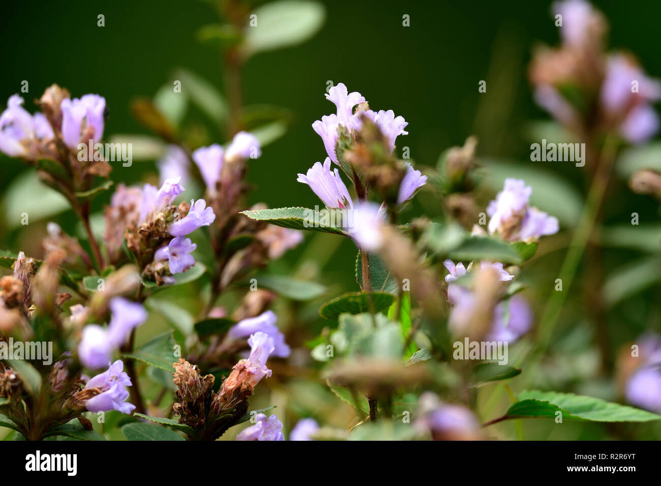 Strobilanthes kunthiana hires stock photography and images Alamy