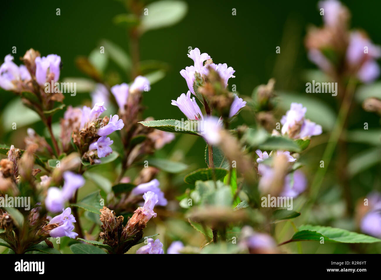 Strobilanthes kunthiana locally known as 'Neelakuriji' blooms at the hills of Munnar, Kerala. Strobilanthes kunthiana blossoms only once in 12 years. Stock Photo