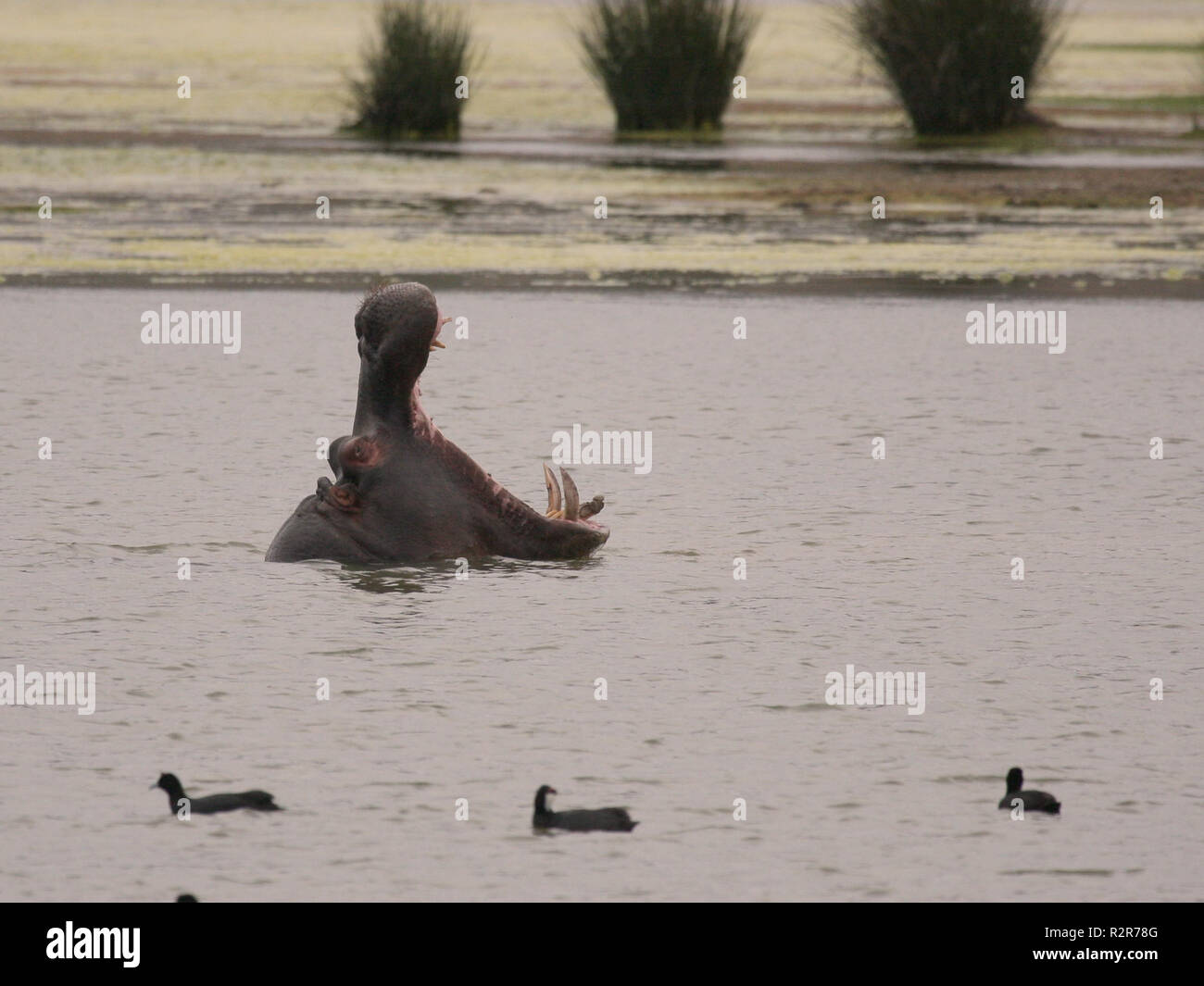 hippo is tired Stock Photo Alamy