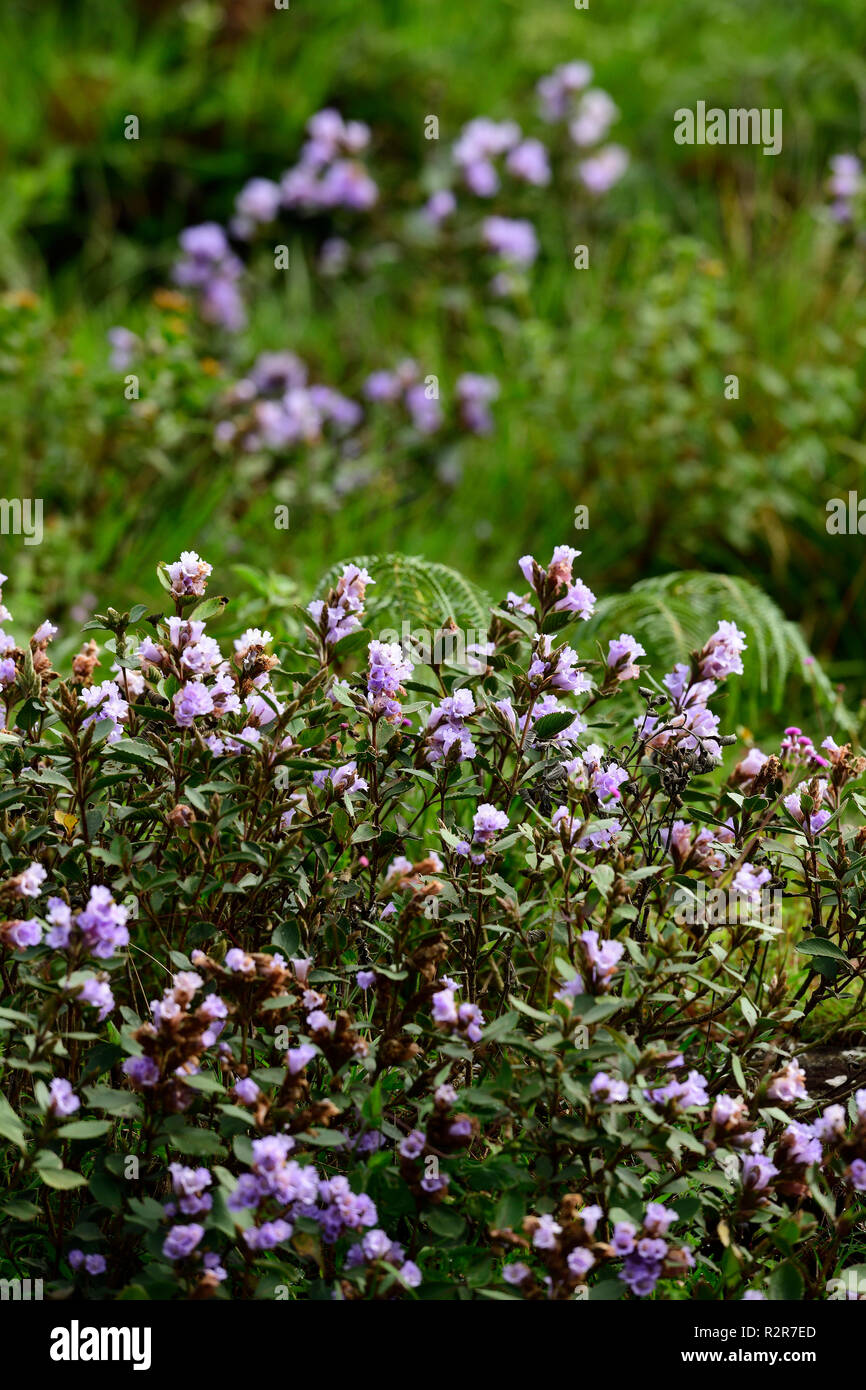 Strobilanthes kunthiana locally known as 'Neelakuriji' blooms at the