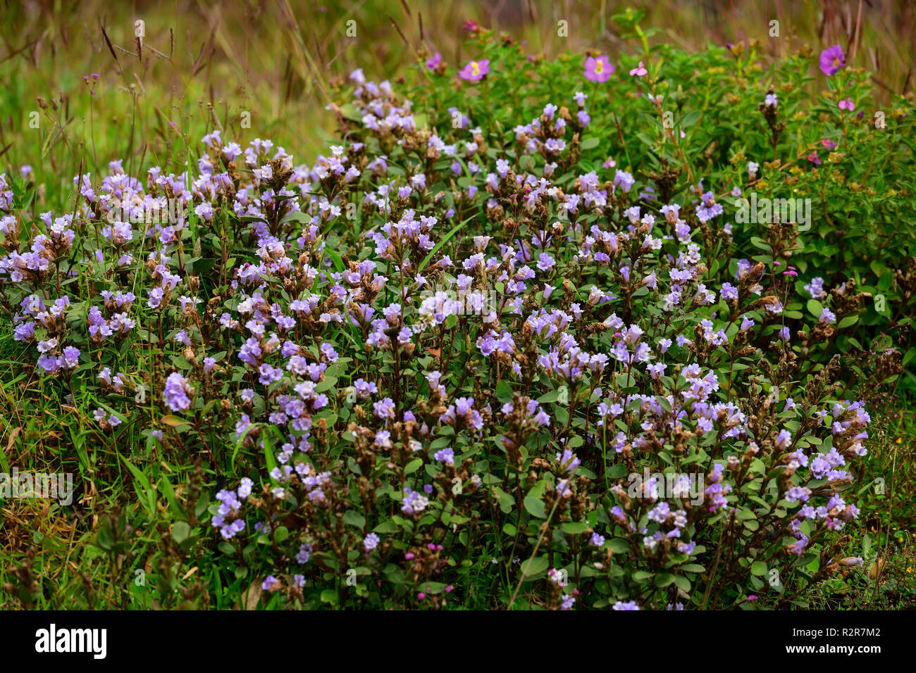 Strobilanthes kunthiana hires stock photography and images Alamy