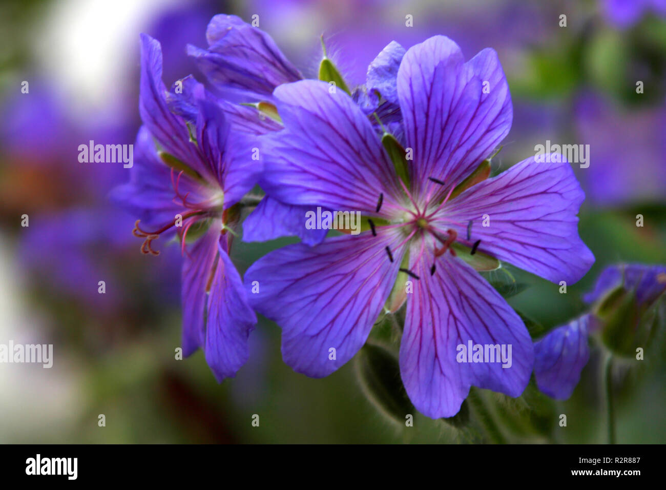 cichlid (geranium Ã— magnificum) Stock Photo