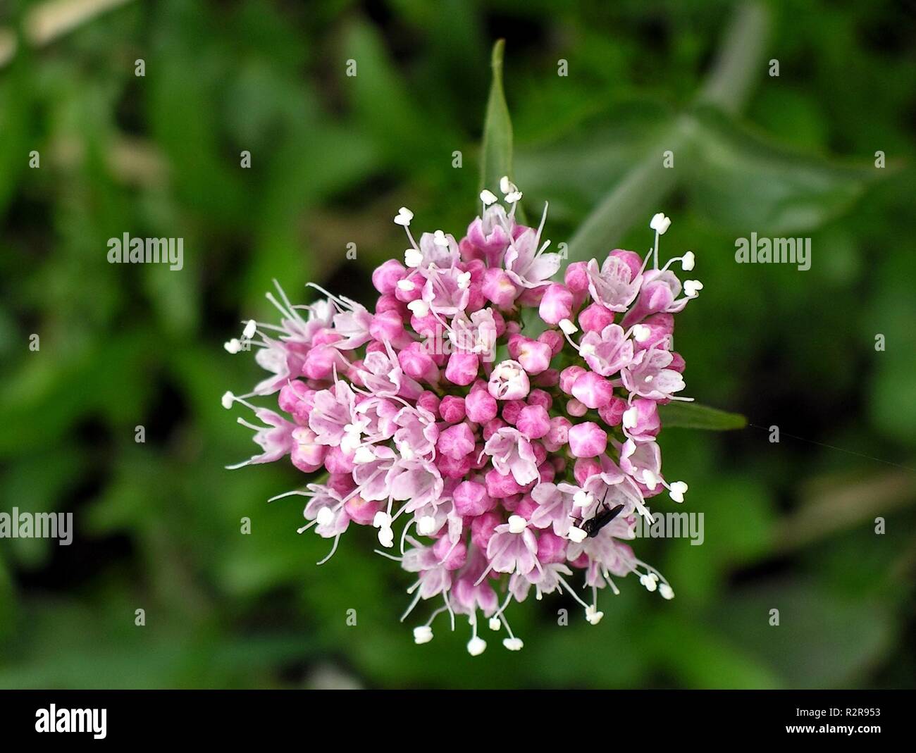 Gebirgsflora hi-res stock photography and images - Alamy