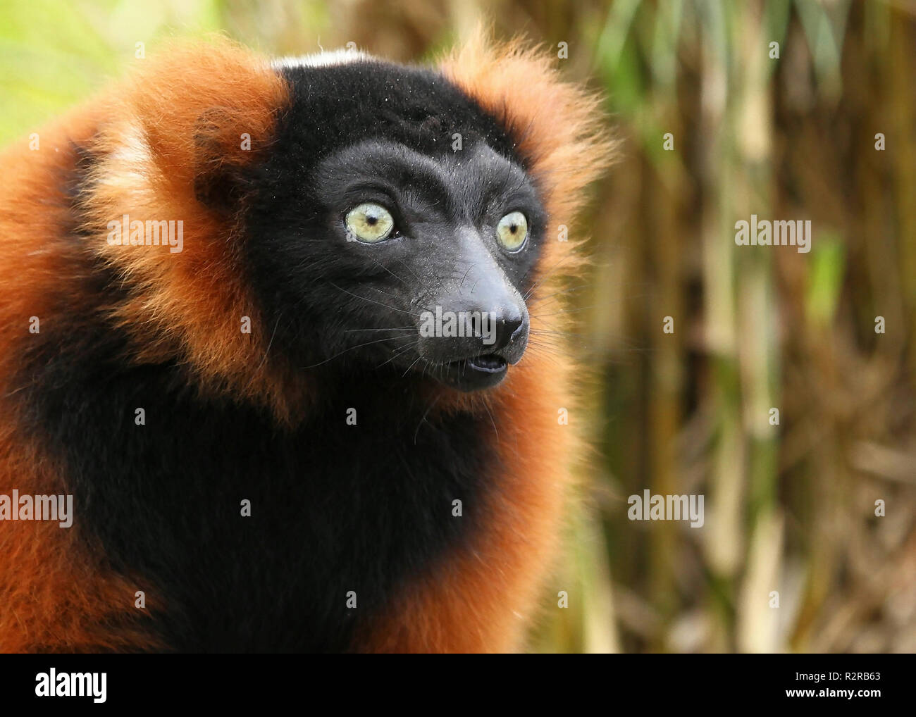 red ruffed lemur Stock Photo - Alamy