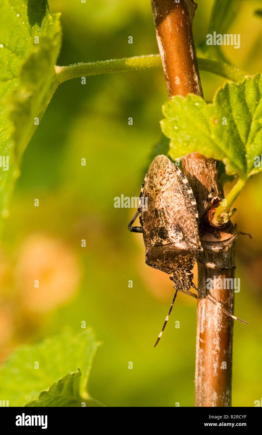 beerenwanze on a blackcurrant leaf Stock Photo