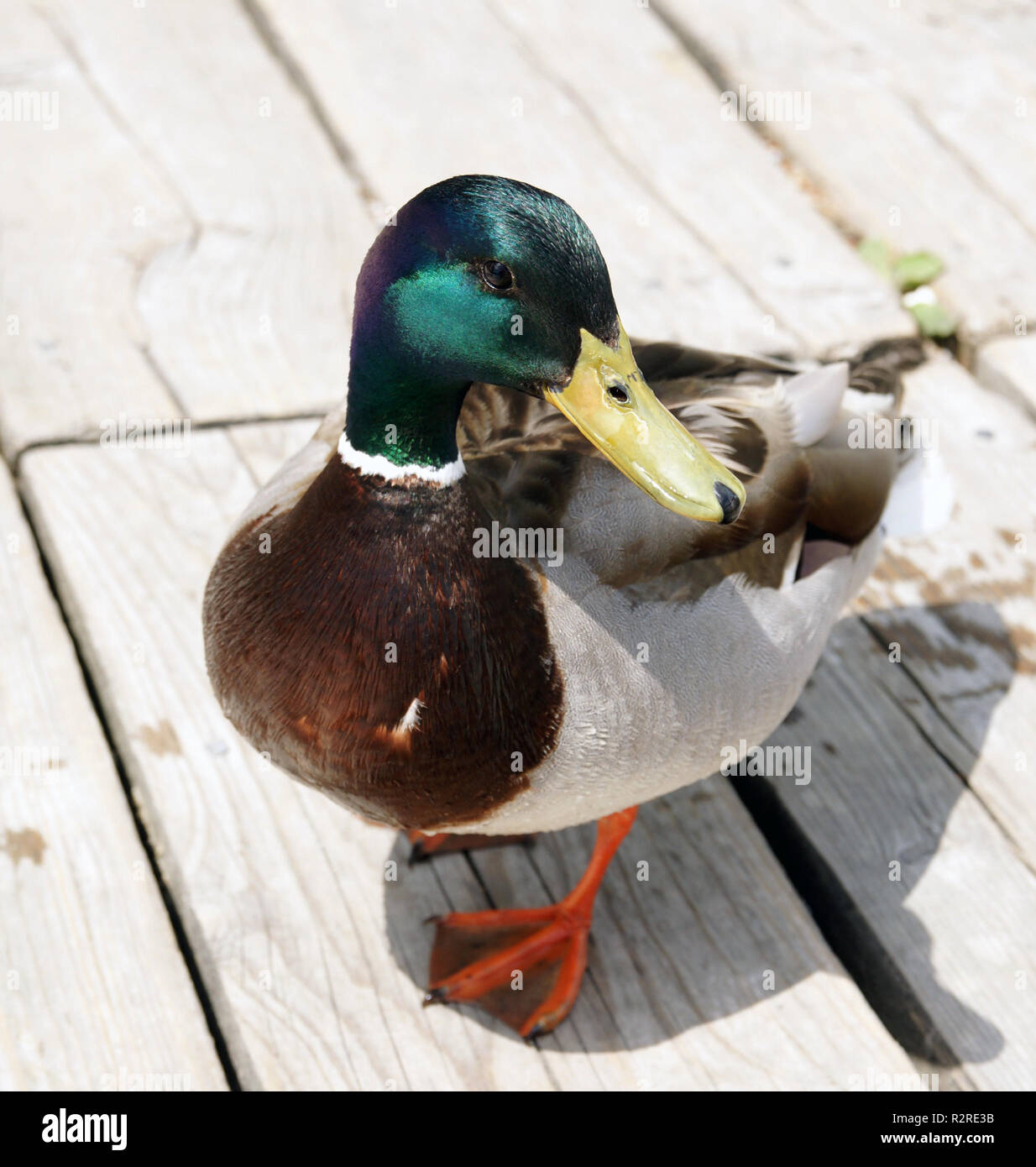 duck - duck Stock Photo