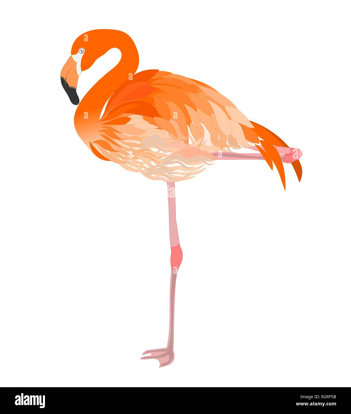 Beak Flamingo Beak Cut Out Stock Images &amp; Pictures - Alamy