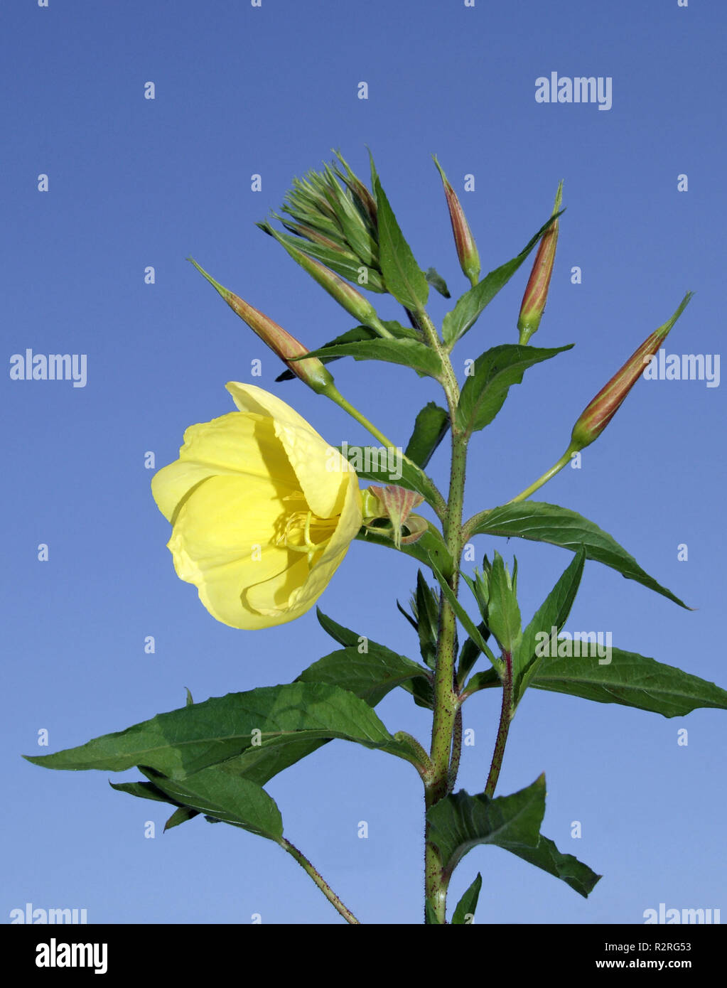 flowering evening primrose Stock Photo Alamy
