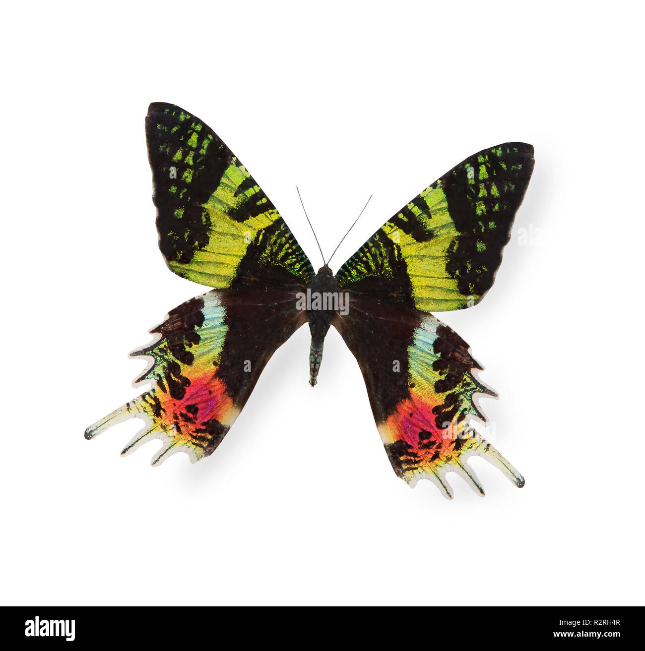 Mariposa lepidoptera hi-res stock photography and images - Alamy, image size:1300x1313