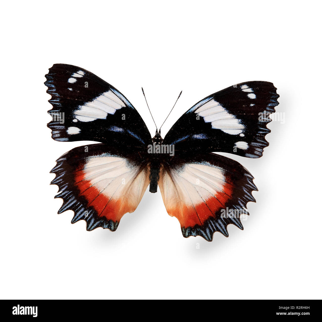 Tropical butterfly isolated on white Stock Photo - Alamy