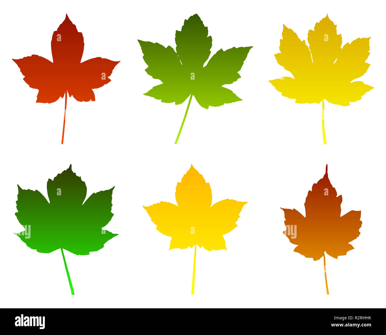 Maple leaf graphic illustration hi-res stock photography and images - Alamy