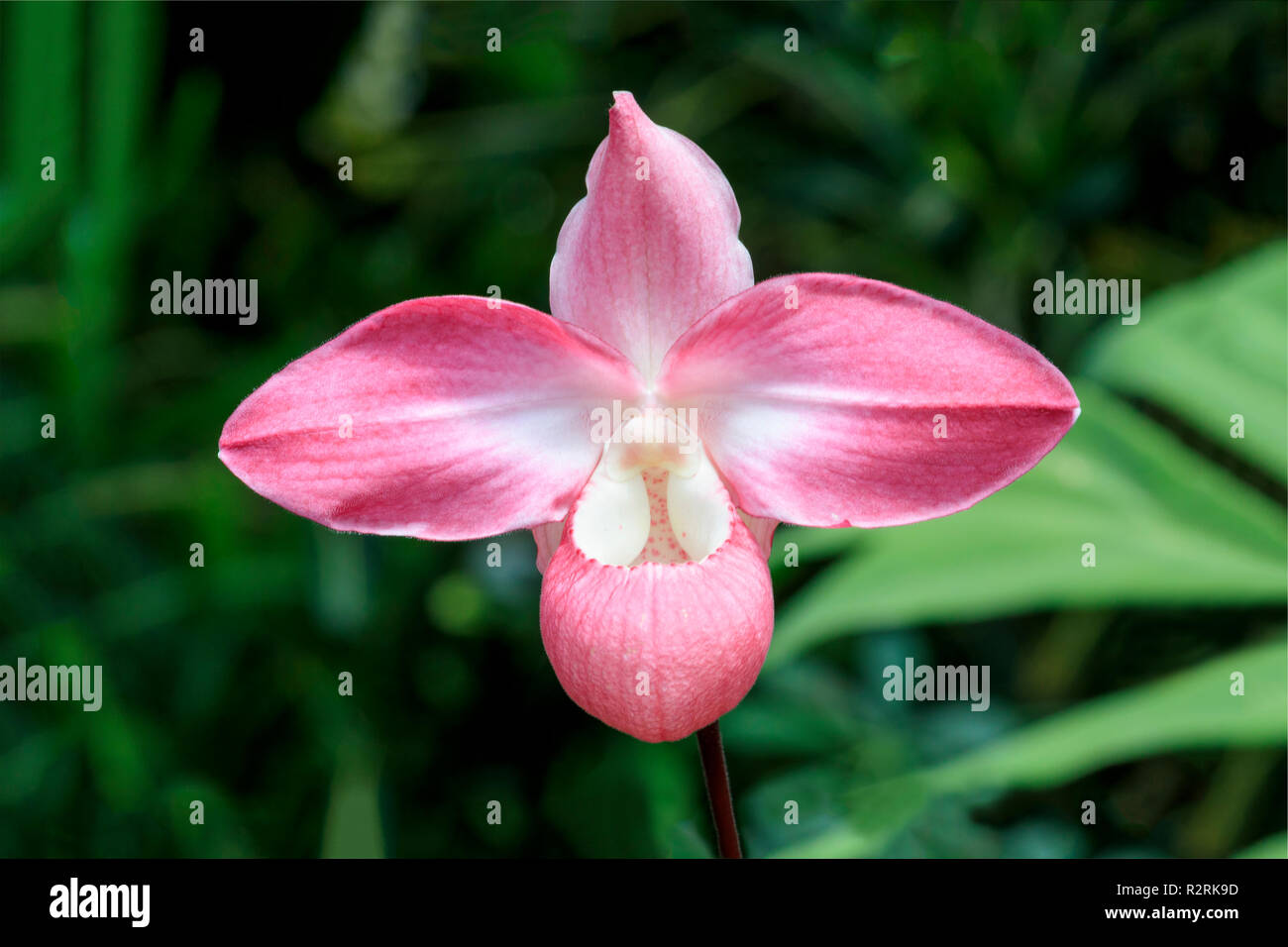A beautiful pink orchid blooms in a conservatory. Stock Photo