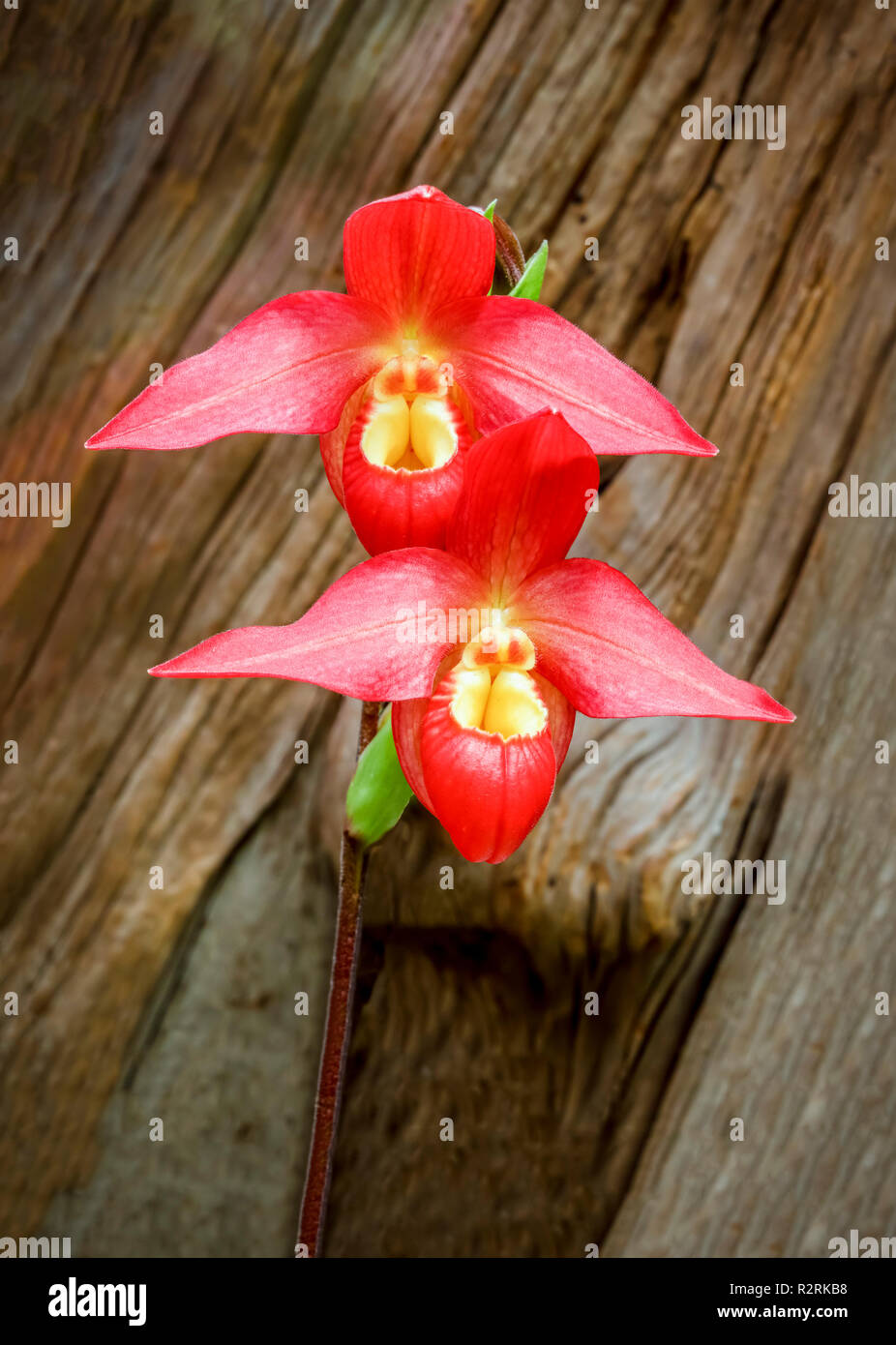 Beautiful phragmipedium orchid flowers bloom displaying colorful red petals with yellow centers. Stock Photo