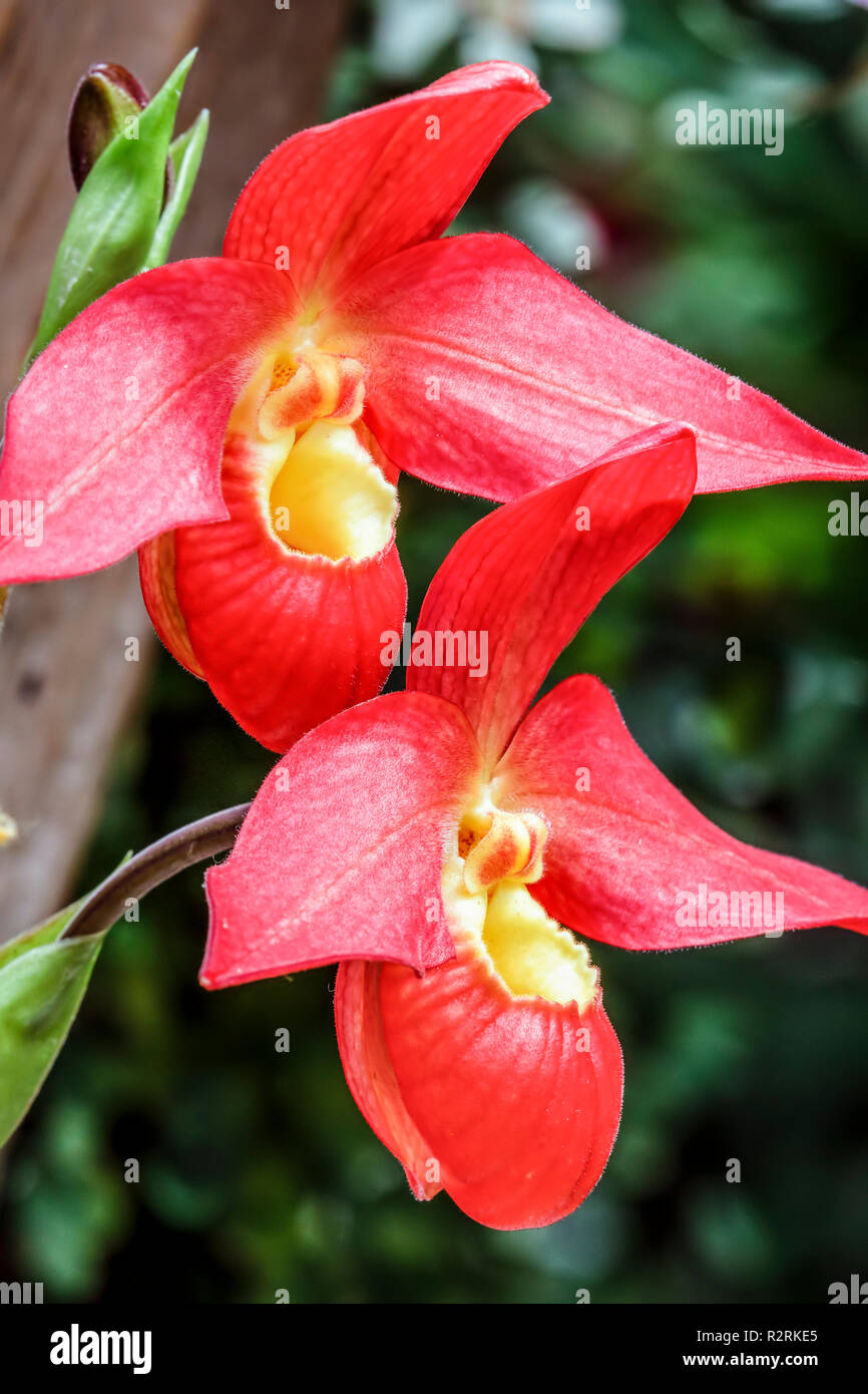 Beautiful phragmipedium orchid flowers bloom displaying colorful red petals with yellow centers. Stock Photo