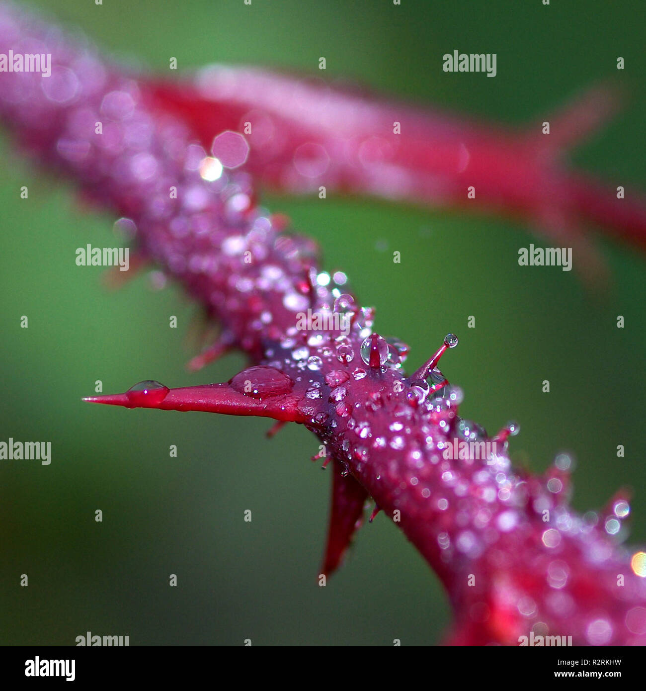 Rose thorns hires stock photography and images Alamy