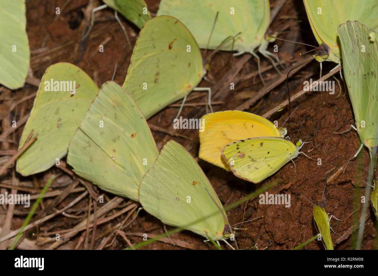 Mud-puddling sulphurs, Little Yellows, Pyrisitia lisa, Cloudless Sulphurs, Phoebis sennae, and Tailed Orange, Pyrisitia proterpia Stock Photo