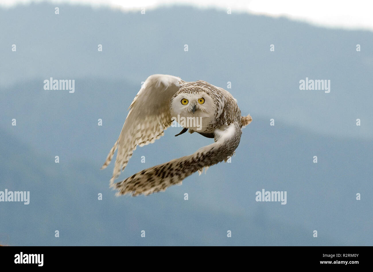 snow owl in flight 2 Stock Photo