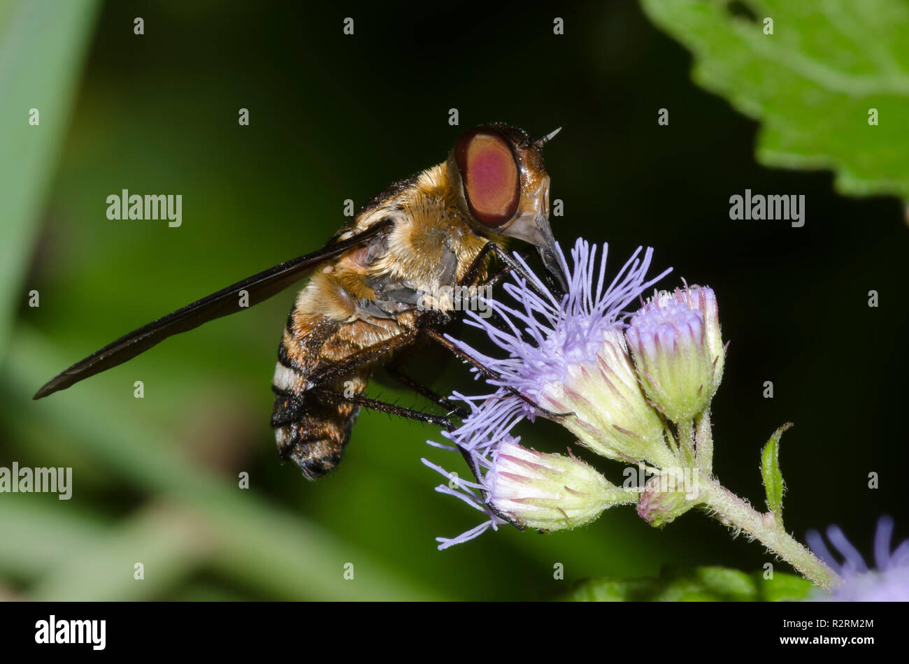 Bee Fly, Exoprosopa fasciata, on mistflower, Conoclinium coelestinum Stock Photo