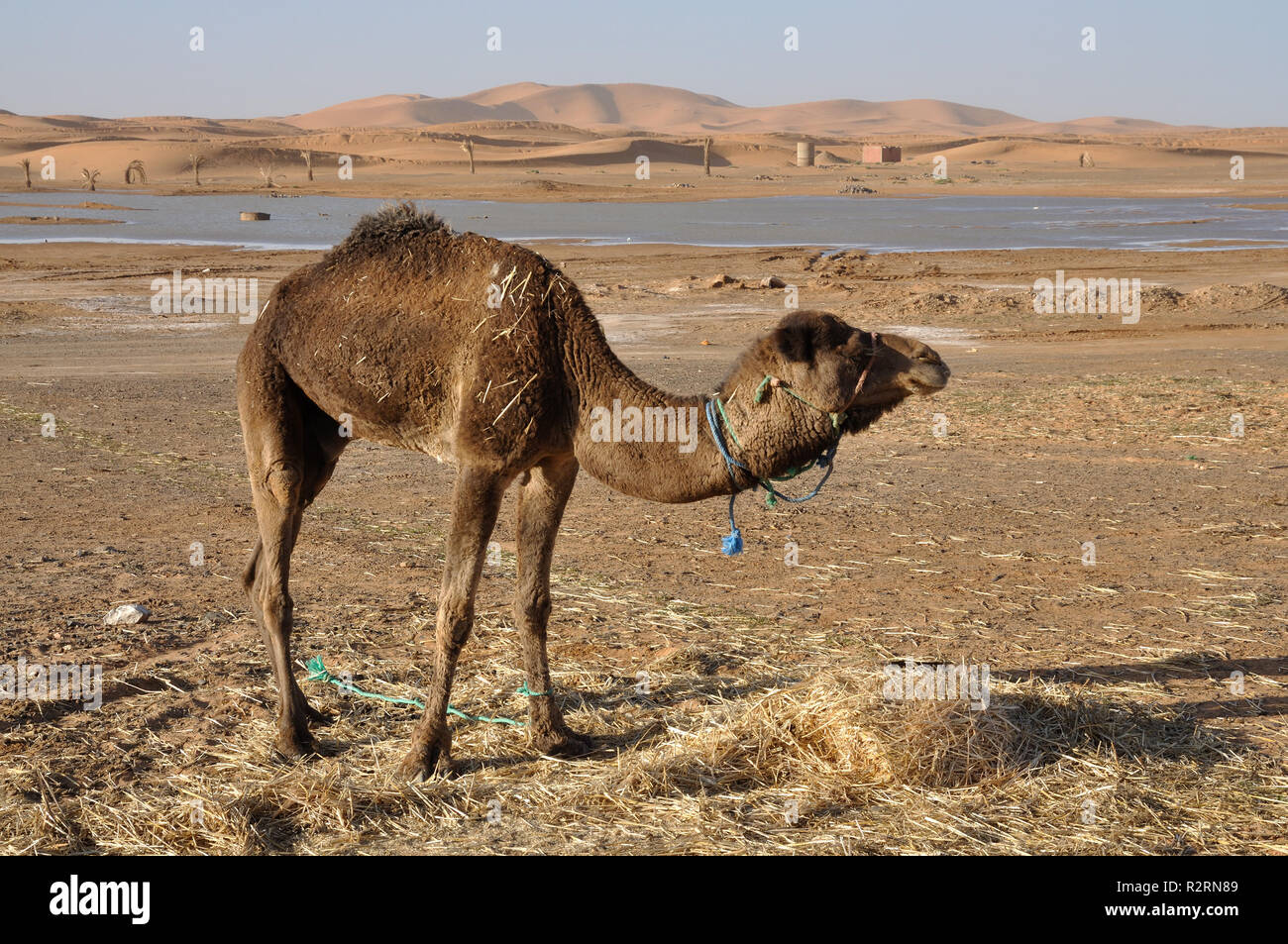 camel in morocco Stock Photo - Alamy