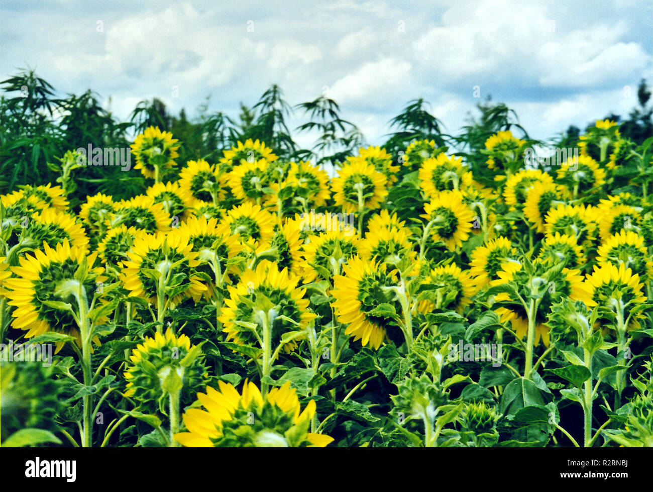 sunflower field Stock Photo