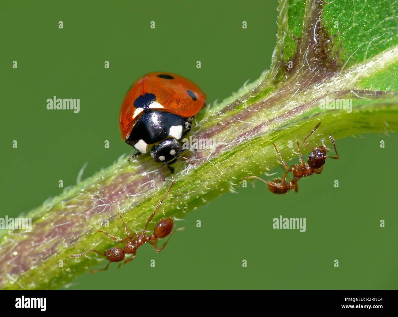 ladybug and ants Stock Photo Alamy