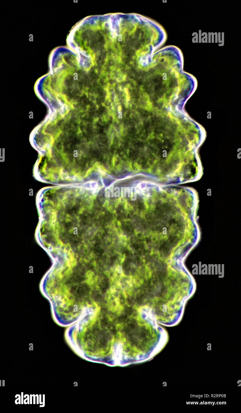 Algae microscope hi-res stock photography and images - Alamy