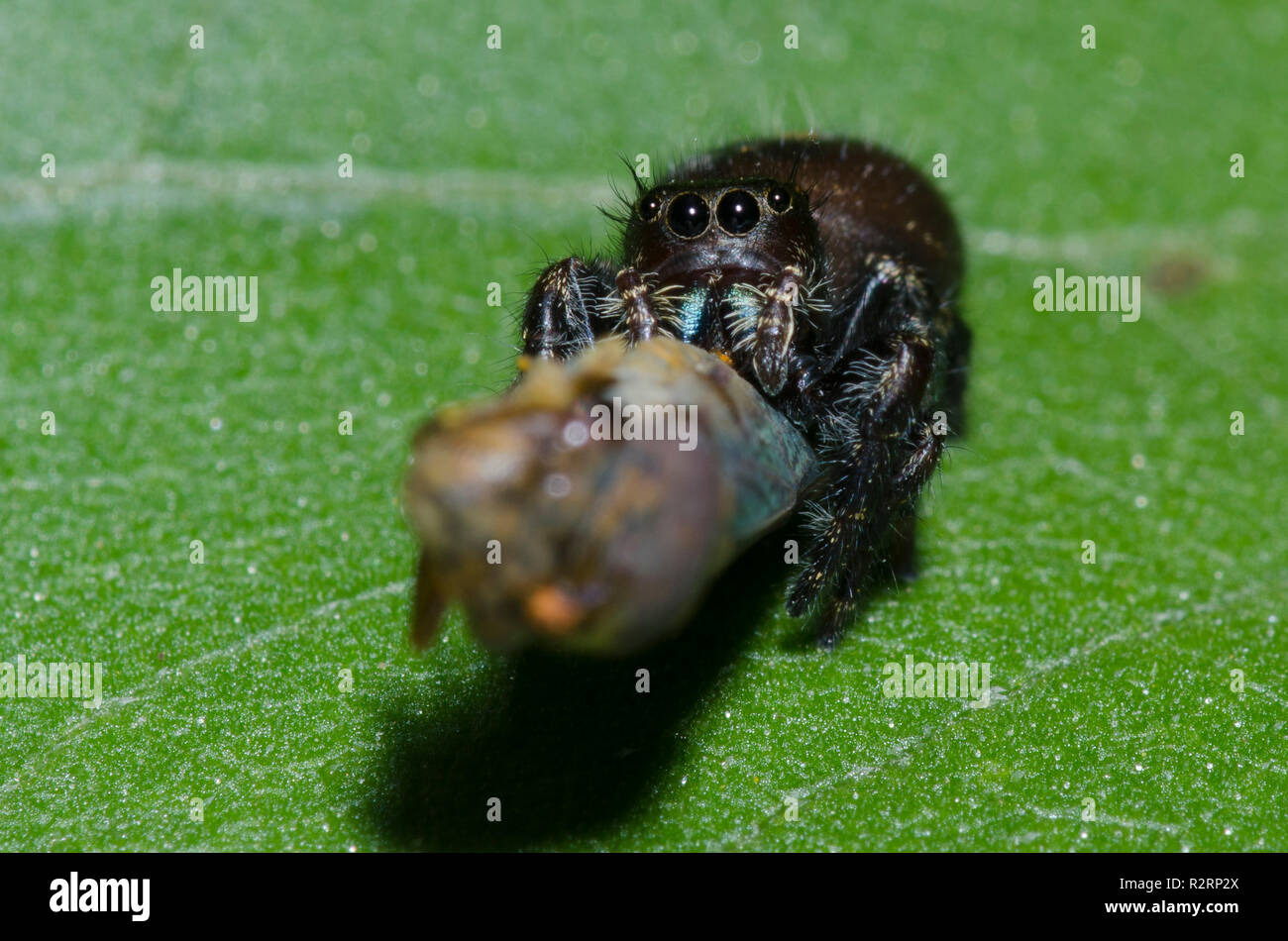 Bold Jumping Spider, Phidippus audax, female with Broad-headed Sharpshooter, Oncometopia orbona, prey Stock Photo