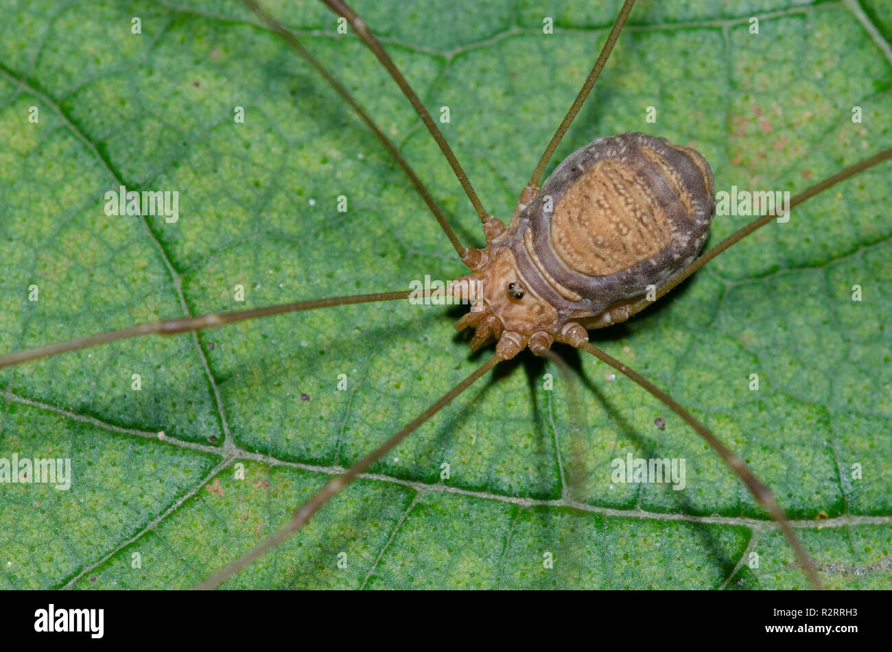 Daddy Longlegs: Order Opiliones